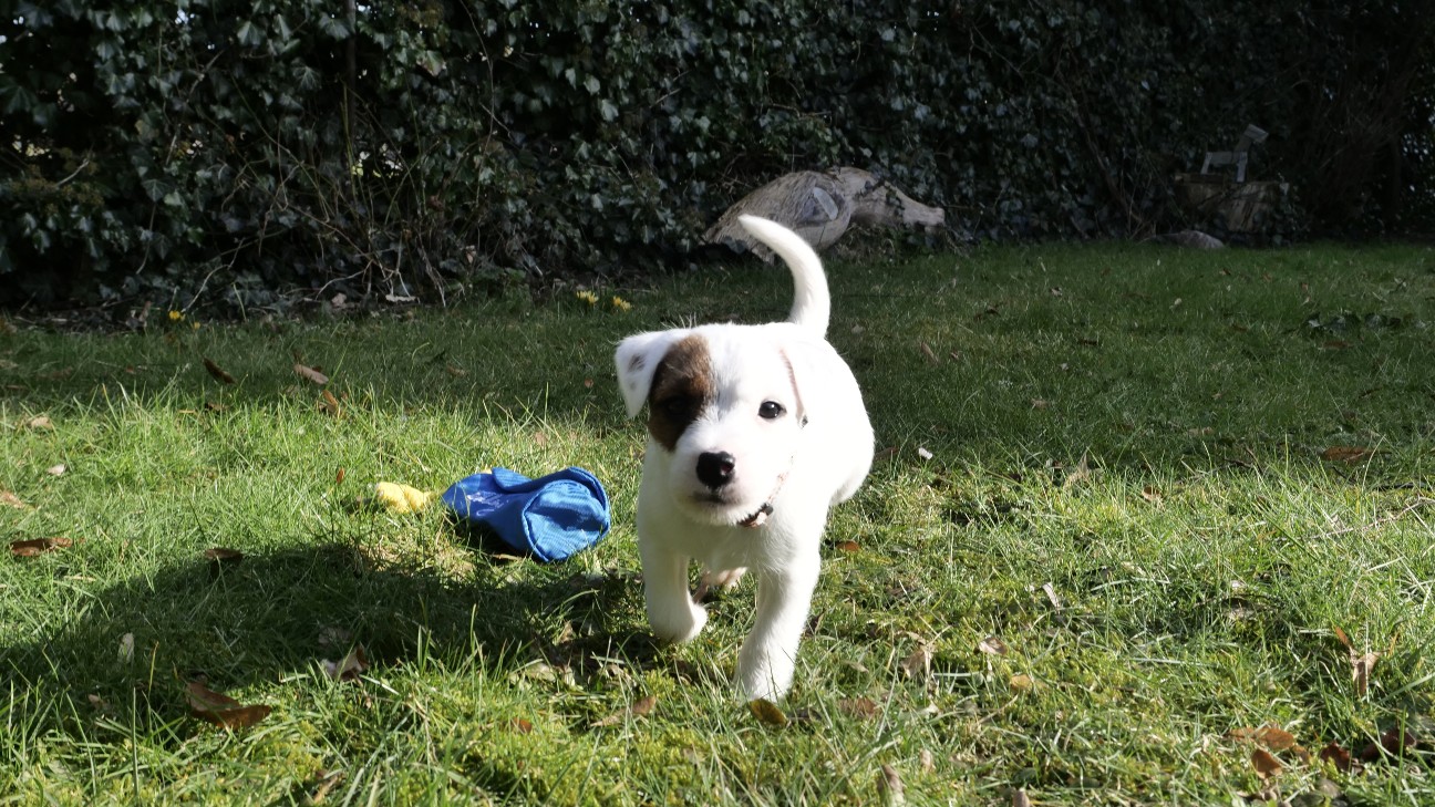 Jack Russell Terrier