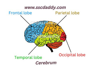 Part of Olfactory Lobs