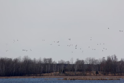 flocks of waterfowl over Carlos Avery water