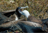 Galapagos Frigate Birds Parent Feeding Chick