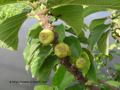 Cluster fig, Ficus hispida