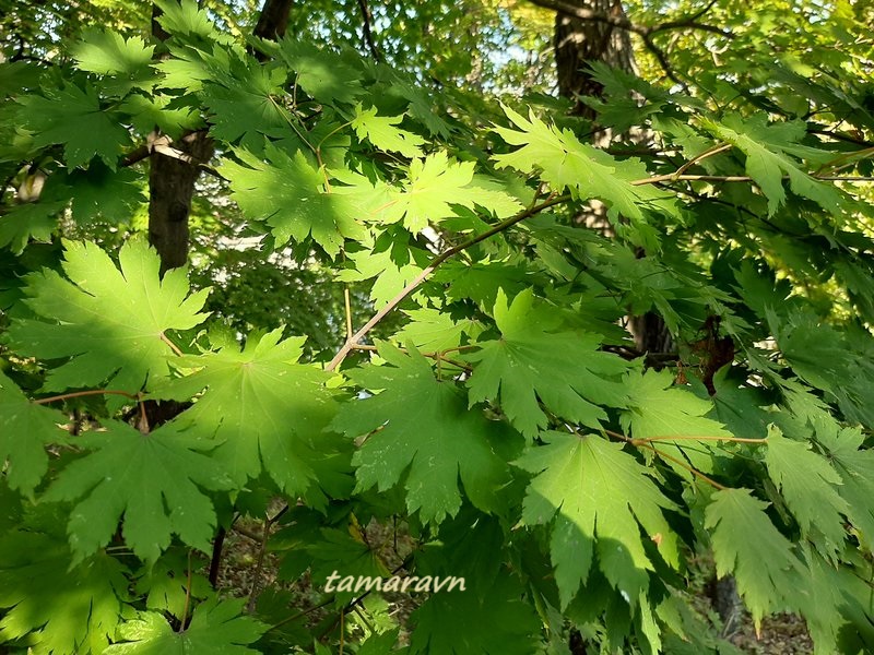 Клён ложнозибольдов (Acer pseudosieboldianum)