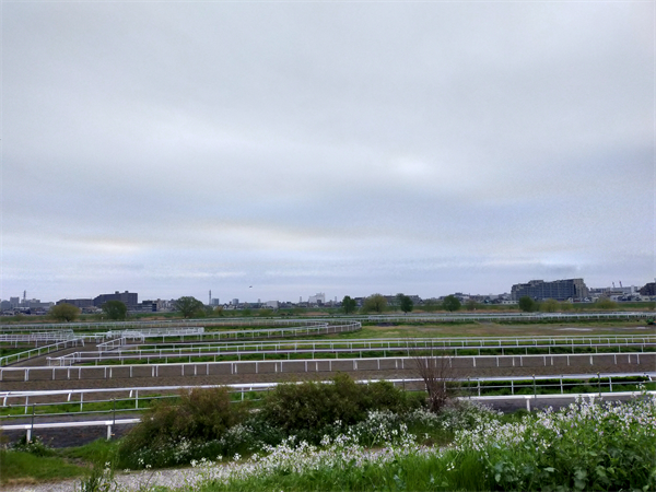 川崎競馬場 練習馬場