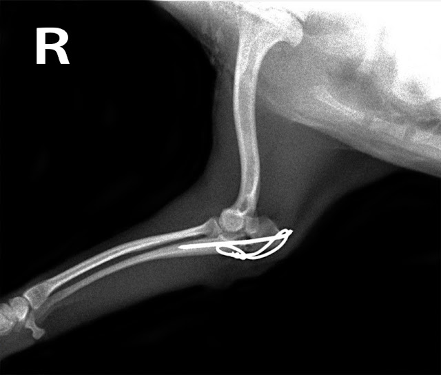 fractura de cúbito perros