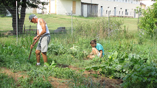 weeding in Claymont garden with great barn in background