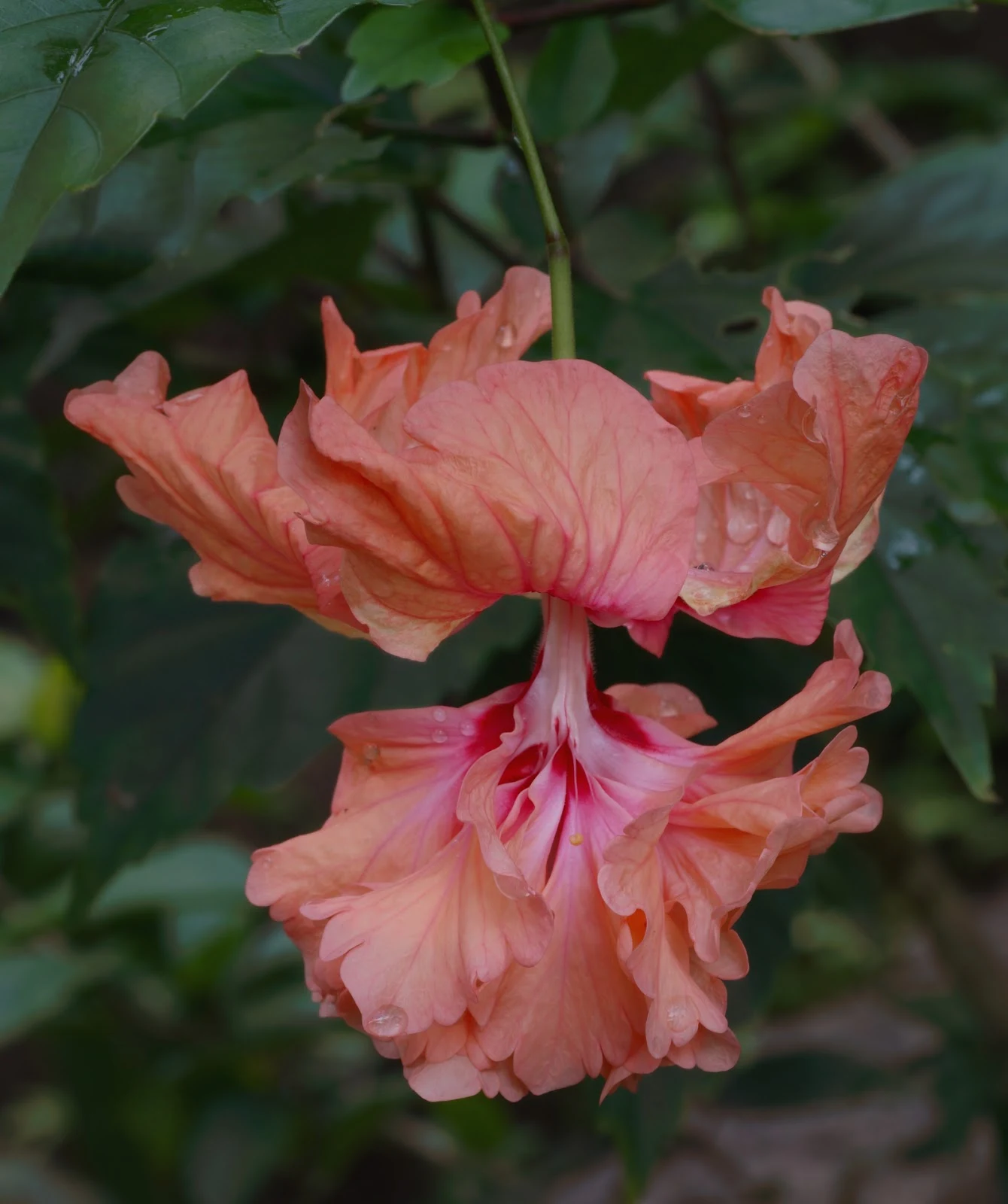 My harddrive is still being repaired and as pretty as this hibiscus is I miss my Capture One. Hopefully by this time next week I'll have it back.  