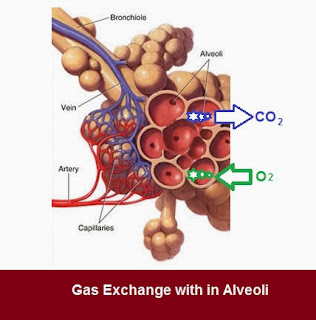 Alveoli Gaseous Exchange | Chapter-6 Life  Processes | CBSE Class 10 Scienc