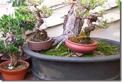 terraza 14