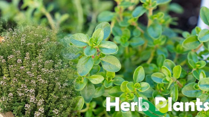 Unleashing the Magic of Garden Thyme: Your Ultimate Guide