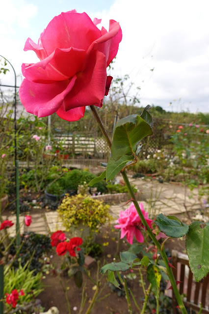 鳥取県米子市別所 こばやしバラ園 バラ（薔薇）