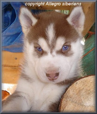 huskies puppies in snow. huskies puppies in snow.