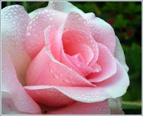 so lovely beautiful light pink rose wallpaper