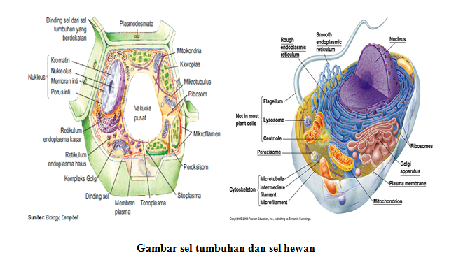 MAKE BIOLOGY FUN SEL  PROKARIOTIK DAN  EUKARIOTIK 