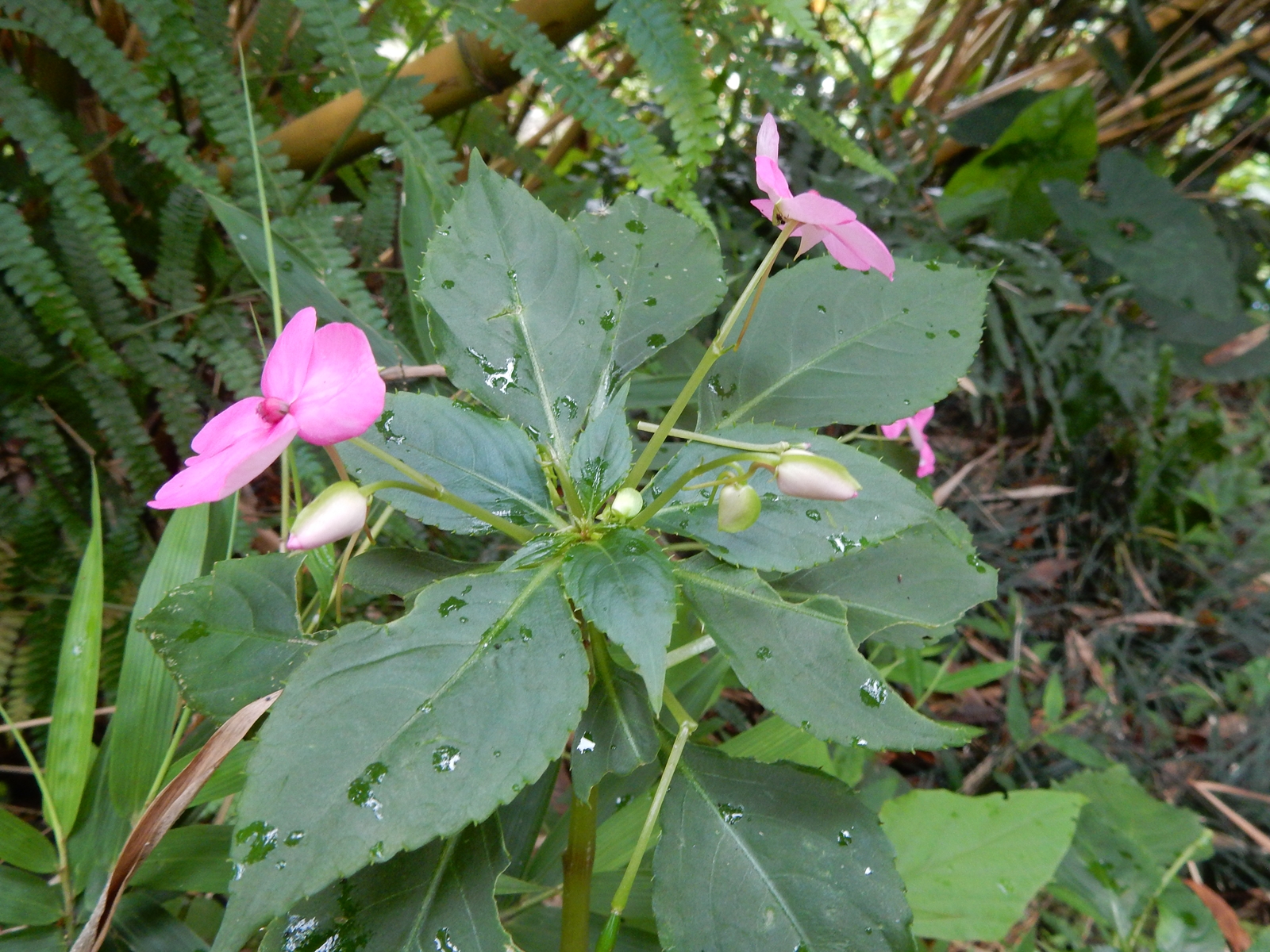 Peter S Blog 非洲鳳仙花