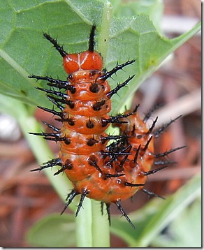 caterpillar