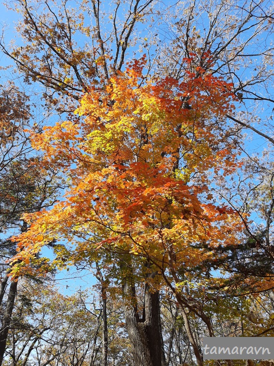 Клён ложнозибольдов (Acer pseudosieboldianum)