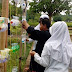 Sekolah Berkebun, Edukasi Hijau di MAS Almadinah Cianjur