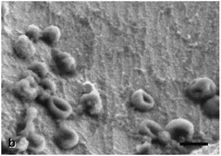 contohnya basil yang hidup di air panas Pintar Pelajaran Archaebacteria (Archaea) : Pengertian, Ciri-ciri, Struktur Sel, Contoh