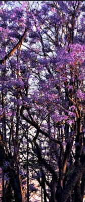jacaranda tree bears purple flower in pakistan.