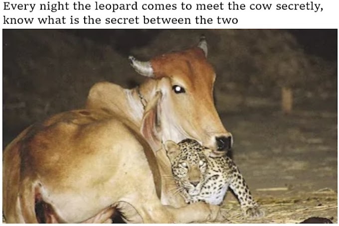 Every night the leopard comes to meet the cow secretly, know what is the secret between the two - Job In india
