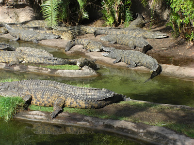 Nile Crocodiles