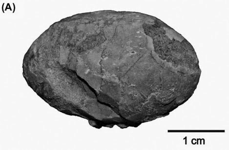 http://sciencythoughts.blogspot.co.uk/2014/12/a-fossil-birds-egg-from-late-cretaceous.html