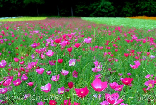 Glória Ishizaka - Farm Tomita 37