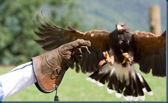 hawk-landing