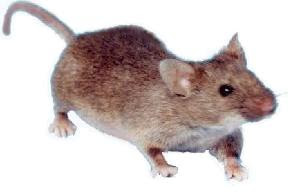 image of mousey the mouse