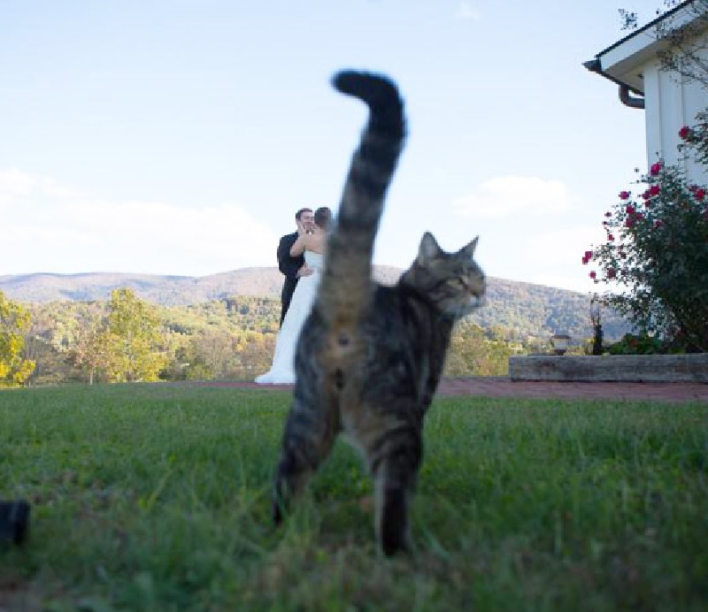 Cats Hilariously Photobombing Purrfect Funny Shots