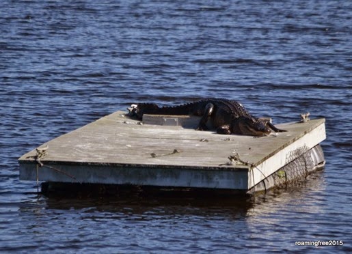 Gator in the sun