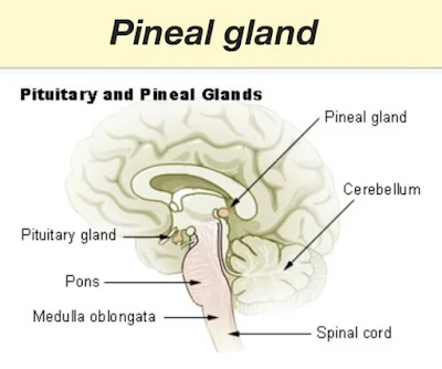 What is the Function of Pineal Gland?