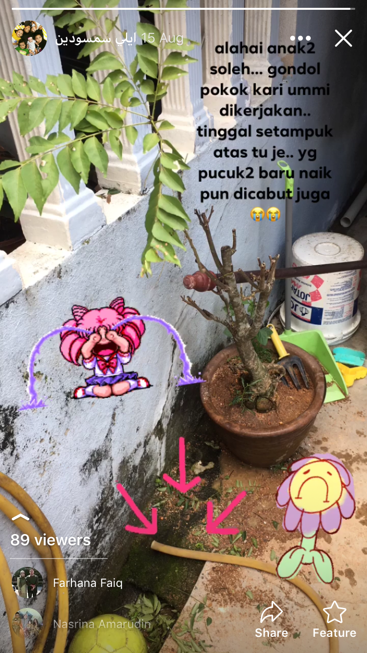 ♥ ily's ♥ My Humble Mini Garden Pokok Kari