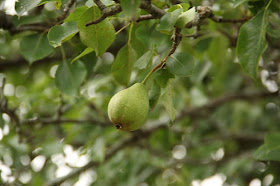 later July pears