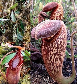 Kantong semar Tropical pitcher plant