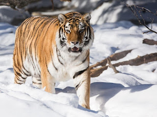 Siberian Tigers Facts