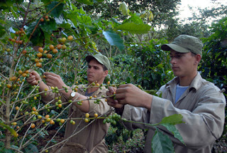 Rigen  nuevos precios  minoristas para el sector agropecuario