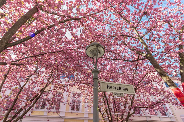 Streetlight in Cherry Blossom Avenue - Bonn