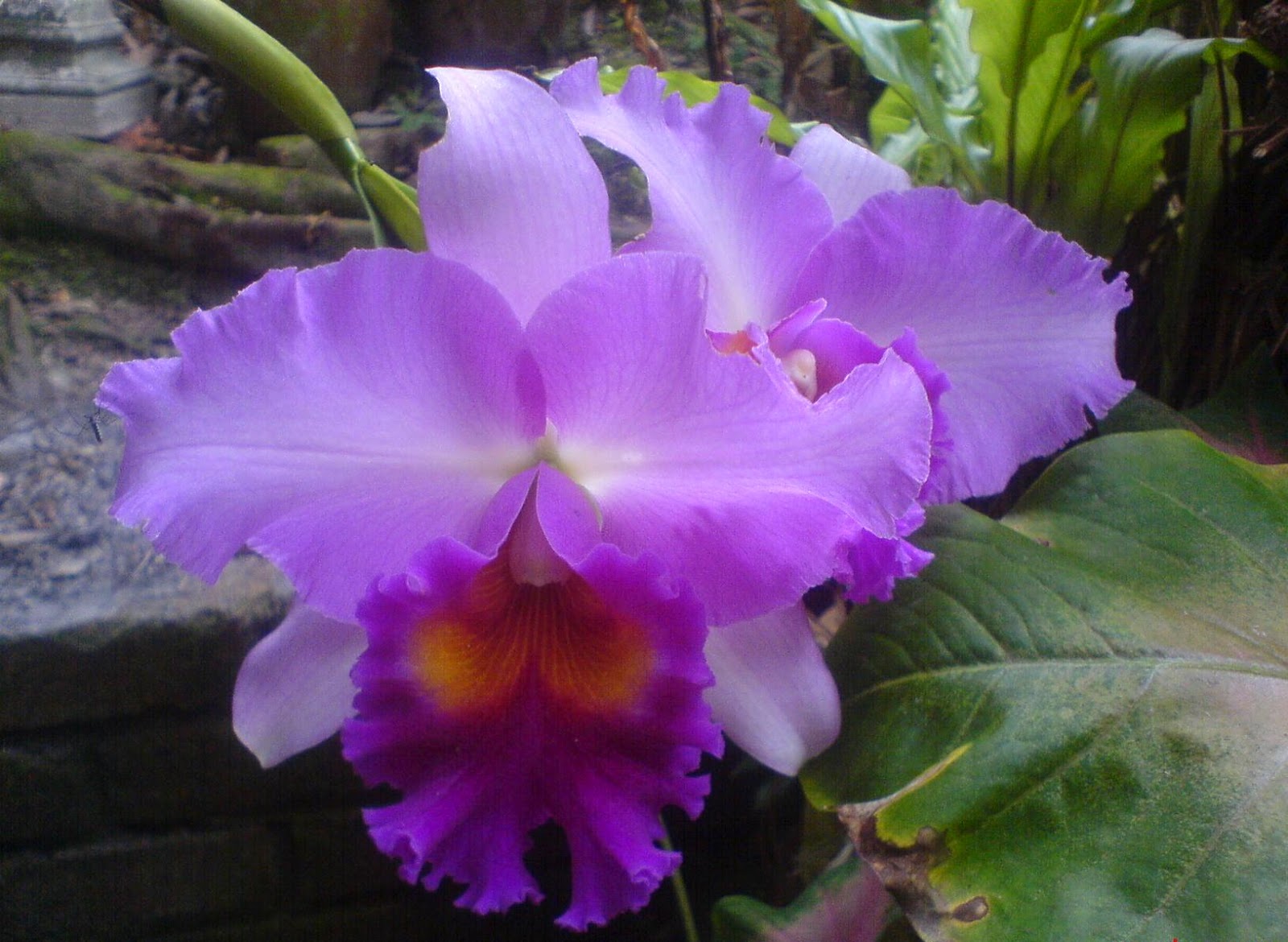  BUNGA  ANGGERIK Koleksi gambar bunga  orkid yang cantik 