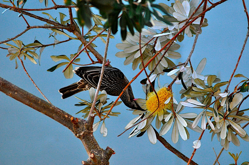 wattle bird in banksia tree