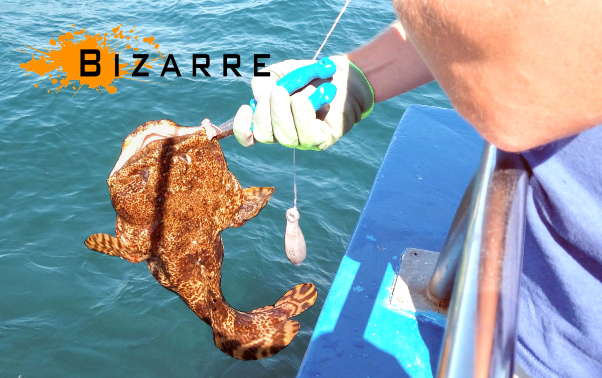 Presto Reviews: Bizarre Sea Creature, The Oyster Toadfish! Should