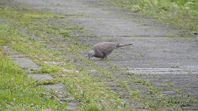 珠頸斑鳩