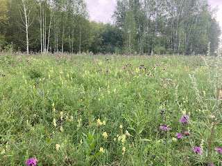 Prairie à proximité d'Orlovka