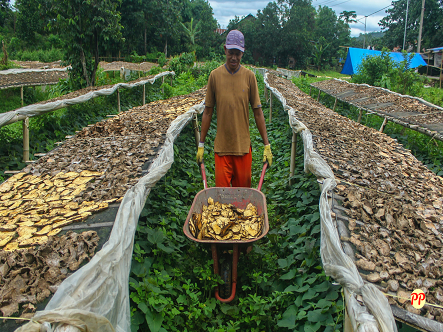 Harga Tanaman Porang (Bibit, Pohon, Biji, dan Chips Kering)