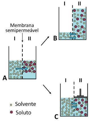 USP 2021: A figura mostra três recipientes separados por uma membrana que deixa passar livremente o solvente e é totalmente impermeável ao soluto, criando os compartimentos I e II