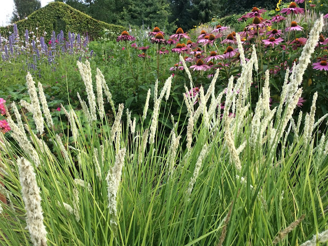 Piet Oudolf grassen: Sesleria autumnalis