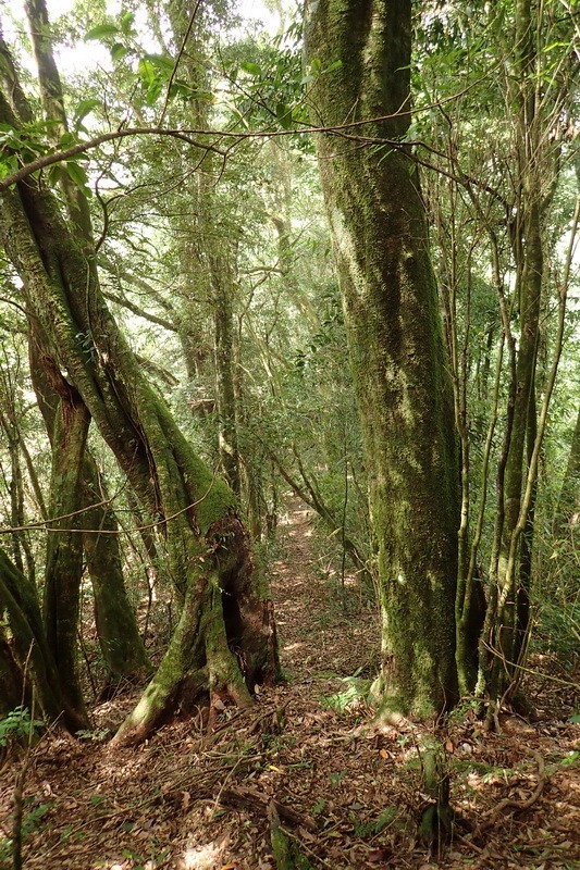 2014_1004 卓社林道登水社大山_024