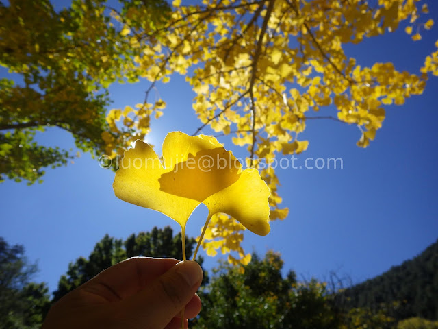 Wuling Farm maple autumn foliage