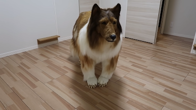 Japanese man spends over $15700 to turn into a dog