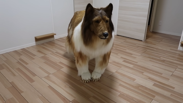 Japanese man spent over $15700 to turn into a dog